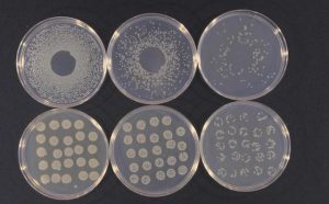 Pseudomonas_syringae_cultures