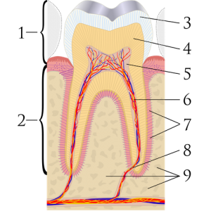 Cross_sections_of_teeth_labels